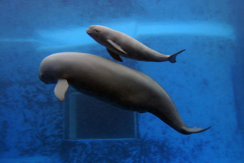 Smooth Handfish, Bramble Cay Melomys, Yangtze River Dolphin, The Northern White Rhinoceros, The Spix Macaw, The Thylacine, The Passenger Pigeon, The Quagga, The Pyrenean Ibex, The Golden Toad, Zanzibar Leopard, Po'ouli, Madeiran Large White, Carolina Parakeet, West African Black Rhino, Tecopa Pupfish, Falkland Islands Wolf, Javan Tiger, Round Island Burrowing Boa, Pinta Island Tortoise, Dutch Alcon Blue Butterfly, Schomburgk’s Deer, The Dodo