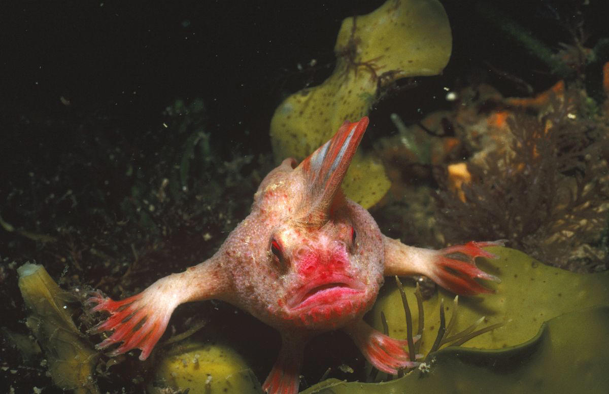 Smooth Handfish, Bramble Cay Melomys, Yangtze River Dolphin, The Northern White Rhinoceros, The Spix Macaw, The Thylacine, The Passenger Pigeon, The Quagga, The Pyrenean Ibex, The Golden Toad, Zanzibar Leopard, Po'ouli, Madeiran Large White, Carolina Parakeet, West African Black Rhino, Tecopa Pupfish, Falkland Islands Wolf, Javan Tiger, Round Island Burrowing Boa, Pinta Island Tortoise, Dutch Alcon Blue Butterfly, Schomburgk’s Deer, The Dodo