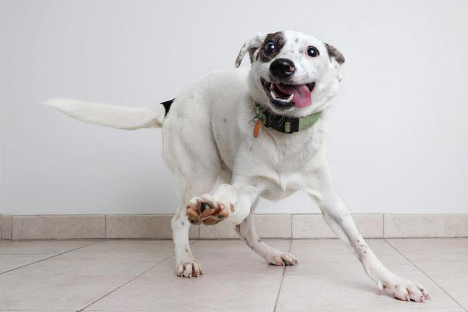Decoding your dog’s happiness, About the experts, Soft, relaxed gaze, Happy facial expression, Tail and body wagging, Loose, bouncy stride, Play bow stance, Happy dancing, Physical contact, Normal appetite, Good behavior, Sufficient sleep, Friendly and social demeanor, How can you make your dog happier?, Why trust us