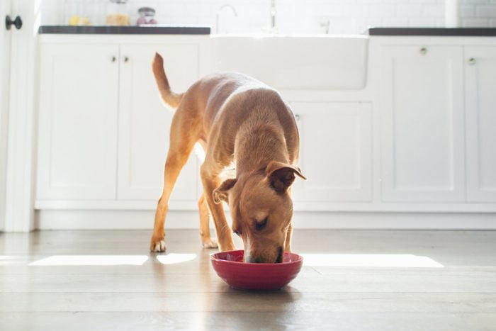 Decoding your dog's happiness, About the experts, Soft, relaxed gaze, Happy facial expression, Tail and body wagging, Loose, bouncy stride, Play bow stance, Happy dancing, Physical contact, Normal appetite, Good behavior, Sufficient sleep, Friendly and social demeanor, How can you make your dog happier?, Why trust us