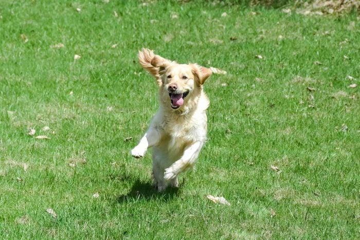 Decoding your dog's happiness, About the experts, Soft, relaxed gaze, Happy facial expression, Tail and body wagging, Loose, bouncy stride, Play bow stance, Happy dancing, Physical contact, Normal appetite, Good behavior, Sufficient sleep, Friendly and social demeanor, How can you make your dog happier?, Why trust us