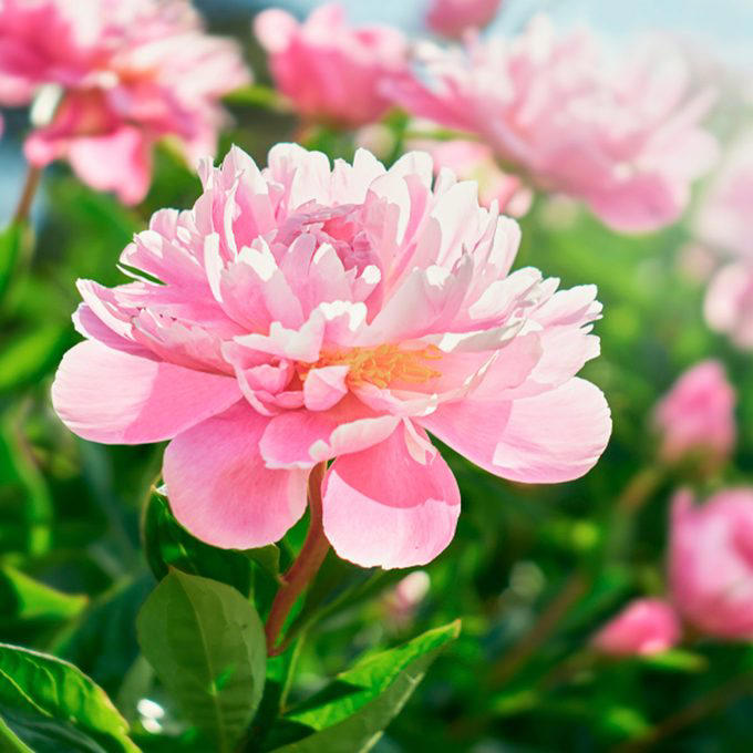 When To Cut Back Perennials, Cut Back: Iris, Cut Back: Bee Balm, Cut Back: Peonies, Cut Back: Daylilies, Cut Back: Lilies, Cut Back: Phlox, Cut Back: Blazing Star, Cut Back: Hostas, Cut Back: Hollyhocks, Cut Back: Chrysanthemum, Let Be: Sedum, Let Be: Ornamental Grasses, Let Be: Russian Sage, Let Be: Coneflowers, Let Be: Hibiscus