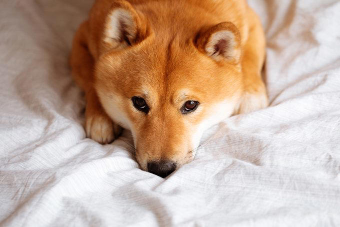 Decoding your dog’s happiness, About the experts, Soft, relaxed gaze, Happy facial expression, Tail and body wagging, Loose, bouncy stride, Play bow stance, Happy dancing, Physical contact, Normal appetite, Good behavior, Sufficient sleep, Friendly and social demeanor, How can you make your dog happier?, Why trust us