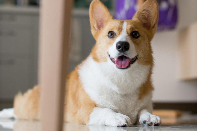 Decoding your dog’s happiness, About the experts, Soft, relaxed gaze, Happy facial expression, Tail and body wagging, Loose, bouncy stride, Play bow stance, Happy dancing, Physical contact, Normal appetite, Good behavior, Sufficient sleep, Friendly and social demeanor, How can you make your dog happier?, Why trust us