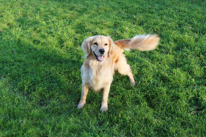 Decoding your dog’s happiness, About the experts, Soft, relaxed gaze, Happy facial expression, Tail and body wagging, Loose, bouncy stride, Play bow stance, Happy dancing, Physical contact, Normal appetite, Good behavior, Sufficient sleep, Friendly and social demeanor, How can you make your dog happier?, Why trust us