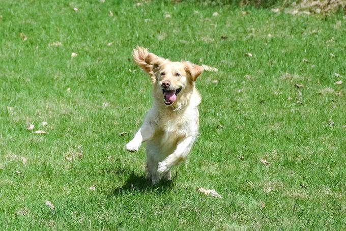 Decoding your dog’s happiness, About the experts, Soft, relaxed gaze, Happy facial expression, Tail and body wagging, Loose, bouncy stride, Play bow stance, Happy dancing, Physical contact, Normal appetite, Good behavior, Sufficient sleep, Friendly and social demeanor, How can you make your dog happier?, Why trust us