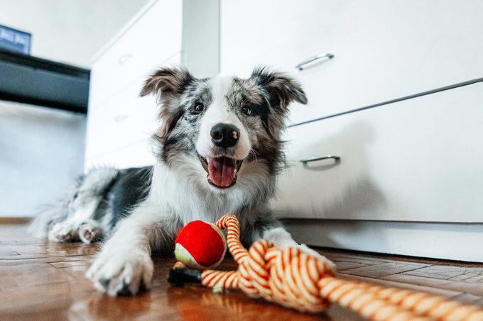 Decoding your dog’s happiness, About the experts, Soft, relaxed gaze, Happy facial expression, Tail and body wagging, Loose, bouncy stride, Play bow stance, Happy dancing, Physical contact, Normal appetite, Good behavior, Sufficient sleep, Friendly and social demeanor, How can you make your dog happier?, Why trust us
