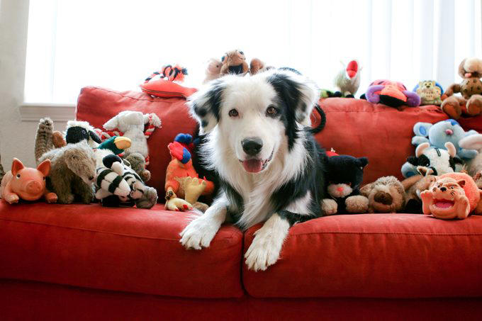 Decoding your dog’s happiness, About the experts, Soft, relaxed gaze, Happy facial expression, Tail and body wagging, Loose, bouncy stride, Play bow stance, Happy dancing, Physical contact, Normal appetite, Good behavior, Sufficient sleep, Friendly and social demeanor, How can you make your dog happier?, Why trust us
