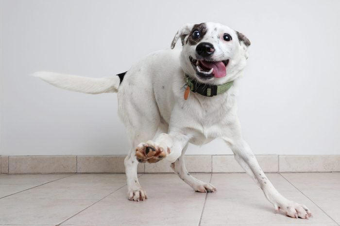 Decoding your dog's happiness, About the experts, Soft, relaxed gaze, Happy facial expression, Tail and body wagging, Loose, bouncy stride, Play bow stance, Happy dancing, Physical contact, Normal appetite, Good behavior, Sufficient sleep, Friendly and social demeanor, How can you make your dog happier?, Why trust us