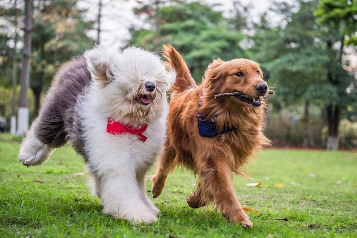 Decoding your dog's happiness, About the experts, Soft, relaxed gaze, Happy facial expression, Tail and body wagging, Loose, bouncy stride, Play bow stance, Happy dancing, Physical contact, Normal appetite, Good behavior, Sufficient sleep, Friendly and social demeanor, How can you make your dog happier?, Why trust us