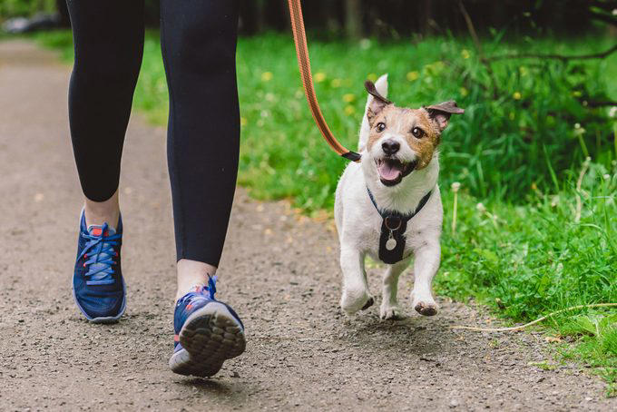 Decoding your dog’s happiness, About the experts, Soft, relaxed gaze, Happy facial expression, Tail and body wagging, Loose, bouncy stride, Play bow stance, Happy dancing, Physical contact, Normal appetite, Good behavior, Sufficient sleep, Friendly and social demeanor, How can you make your dog happier?, Why trust us