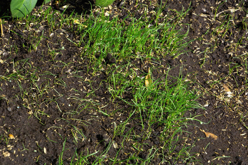 Don't Skip Reseeding the Lawn