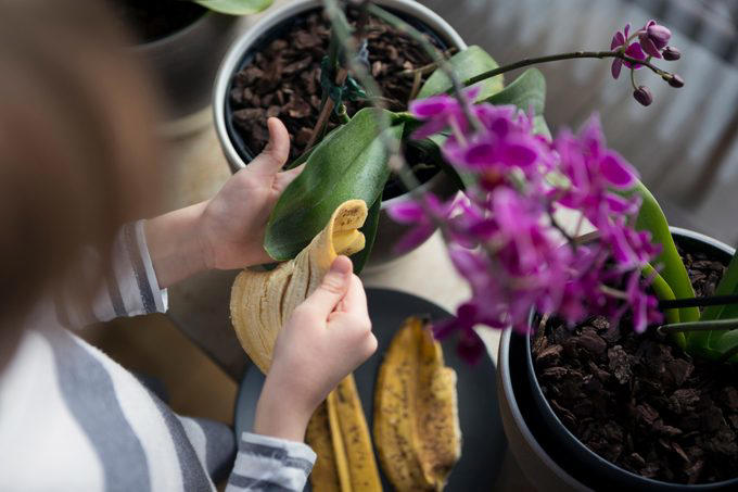 What to do with those extra bananas, Make a face mask, Eat a frozen “banana-sicle”, Polish silverware and leather shoes, Tenderize a roast, Brighten up houseplants, Deter aphids, Use as fertilizer or mulch, Assist with first aid, Ripen an avocado, Slough off dry skin, Remove warts, Attract butterflies and birds, Add to compost pile, Whiten teeth on the cheap, Get rid of splinters, Make banana “ice cream”, Create a dog treat, Restore dry hair, Ease heartburn, Prevent a scratched CD from skipping