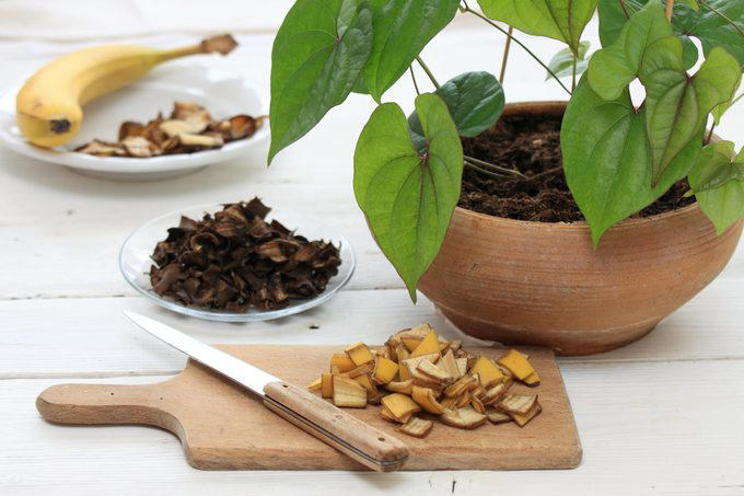 What to do with those extra bananas, Make a face mask, Eat a frozen “banana-sicle”, Polish silverware and leather shoes, Tenderize a roast, Brighten up houseplants, Deter aphids, Use as fertilizer or mulch, Assist with first aid, Ripen an avocado, Slough off dry skin, Remove warts, Attract butterflies and birds, Add to compost pile, Whiten teeth on the cheap, Get rid of splinters, Make banana “ice cream”, Create a dog treat, Restore dry hair, Ease heartburn, Prevent a scratched CD from skipping