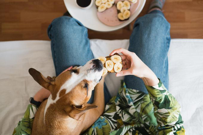 What to do with those extra bananas, Make a face mask, Eat a frozen “banana-sicle”, Polish silverware and leather shoes, Tenderize a roast, Brighten up houseplants, Deter aphids, Use as fertilizer or mulch, Assist with first aid, Ripen an avocado, Slough off dry skin, Remove warts, Attract butterflies and birds, Add to compost pile, Whiten teeth on the cheap, Get rid of splinters, Make banana “ice cream”, Create a dog treat, Restore dry hair, Ease heartburn, Prevent a scratched CD from skipping