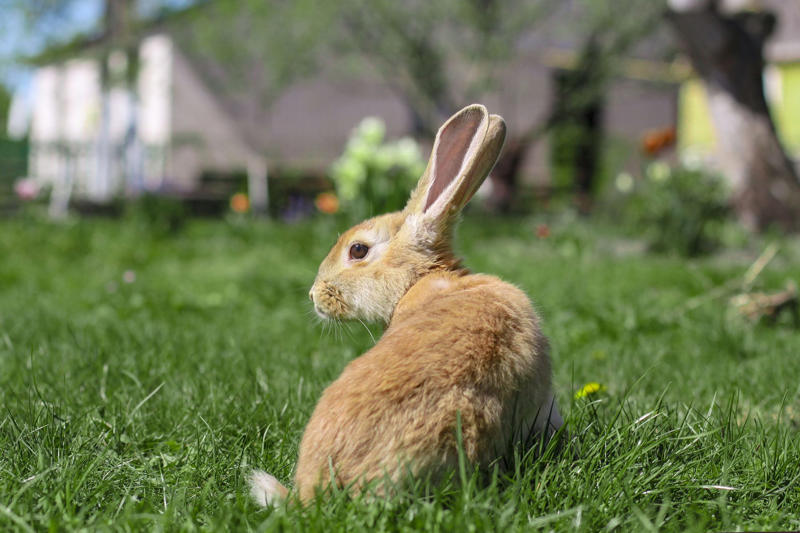 What Do Rabbits Eat?, Main Problems Caused by Rabbits, How To Prevent Rabbits in Your Yard, Ways to Keep Rabbits Out of Your Yard, About the Experts