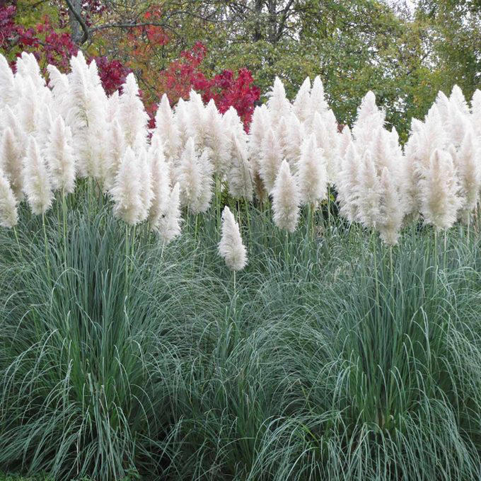 When To Cut Back Perennials, Cut Back: Iris, Cut Back: Bee Balm, Cut Back: Peonies, Cut Back: Daylilies, Cut Back: Lilies, Cut Back: Phlox, Cut Back: Blazing Star, Cut Back: Hostas, Cut Back: Hollyhocks, Cut Back: Chrysanthemum, Let Be: Sedum, Let Be: Ornamental Grasses, Let Be: Russian Sage, Let Be: Coneflowers, Let Be: Hibiscus