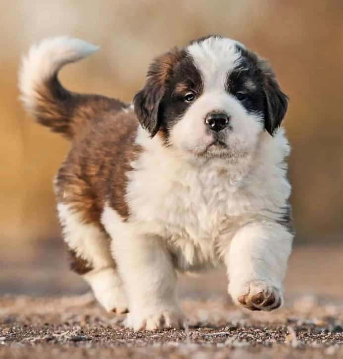 Best small dogs for travel , Best large dogs for travel , Prepare your pup for travel, Choose dog-friendly travel destinations, Final thought on the best dogs for travel