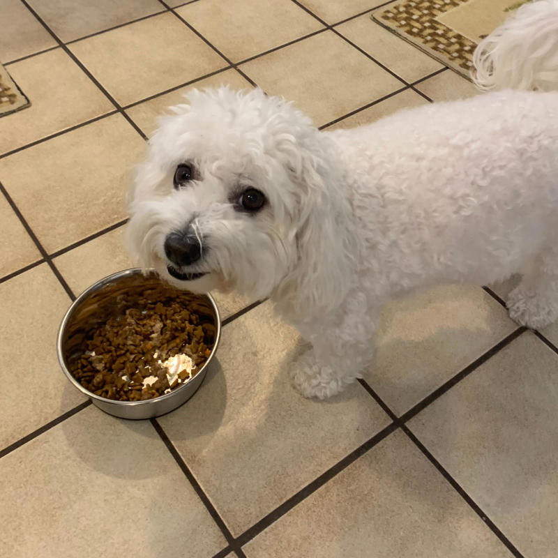 What's the best dog food for puppies?, How I picked the best puppy food, What’s the difference between puppy food and adult dog food?, How to shop for puppy food, Frequently asked questions, Meet our veterinary experts, Why trust NBC Select?