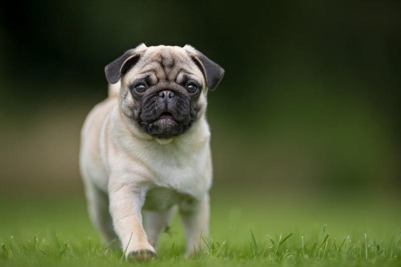 1) Labrador Retriever, 2) Golden Retriever, 3) Cavalier King Charles Spaniel, 4) Miniature Poodle, 5) Beagle, 6) Shih Tzu, 7) Boxer, 8) French Bulldog, 10) Basset Hound