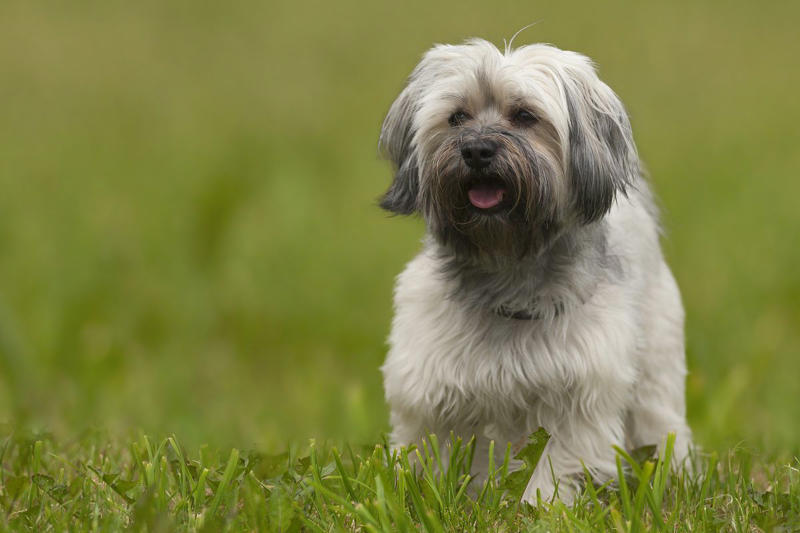 1) Cavalier King Charles Spaniel, 2) French Bulldog, 3) Shih Tzu, 4) Pomeranian, 5) Havanese, 6) Maltese, 7) Toy Poodle, 8) Chihuahua, 9) Boston Terrier, 10) Pekingese, 11) Bichon Frise, 12) Papillon, 13) Yorkshire Terrier, 14) Lhasa Apso, 15) Japanese Chin