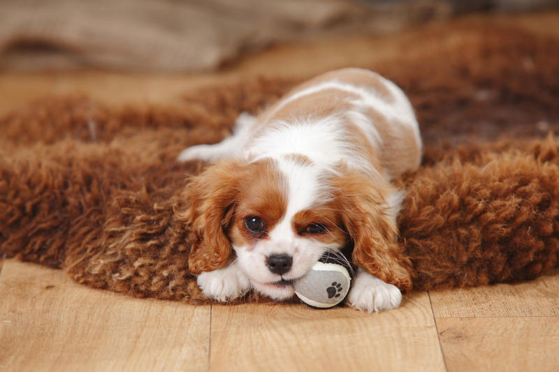 1) Labrador Retriever, 2) Golden Retriever, 3) Cavalier King Charles Spaniel, 4) Miniature Poodle, 5) Beagle, 6) Shih Tzu, 7) Boxer, 8) French Bulldog, 10) Basset Hound