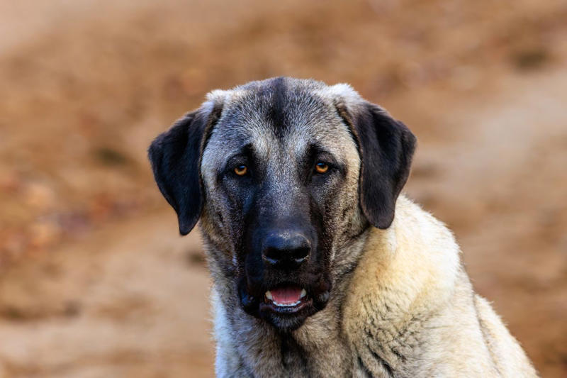 How Is Intelligence Determined in Dogs? , Are Smart Dog Breeds Easier to Train?, Do smart dog breeds require more stimulation or enrichment?, Doberman Pinscher , Belgian Malanois, German Shorthaired Pointer, Great Pyrenees, St. Bernard, Shetland Sheepdog, Anatolian Shepherd, Wirehaired Pointing Griffon, Golden Retriever, Pembroke Welsh Corgi, Border Collie, German Shepherd, Papillon, Rottweiler, Labrador Retriever, Australian Cattle Dog, Bloodhound, Miniature Schnauzer, Standard Schnauzer, English Springer Spaniel