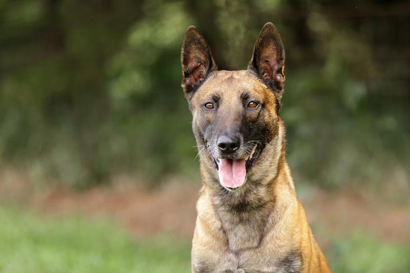 1) Doberman Pinscher, 2) Belgian Malanois, 3) German Shorthaired Pointer, 4) Great Pyrenees, 6) Shetland Sheepdog, 8) Wirehaired Pointing Griffon, 10) Poodle, 13) German Shepherd, 14) Papillon, 15) Rottweiler, 17) Australian Cattle Dog, 18) Collie, 19) Bloodhound, 20) Miniature Schnauzer, 21) Standard Schnauzer, 22) English Springer Spaniel