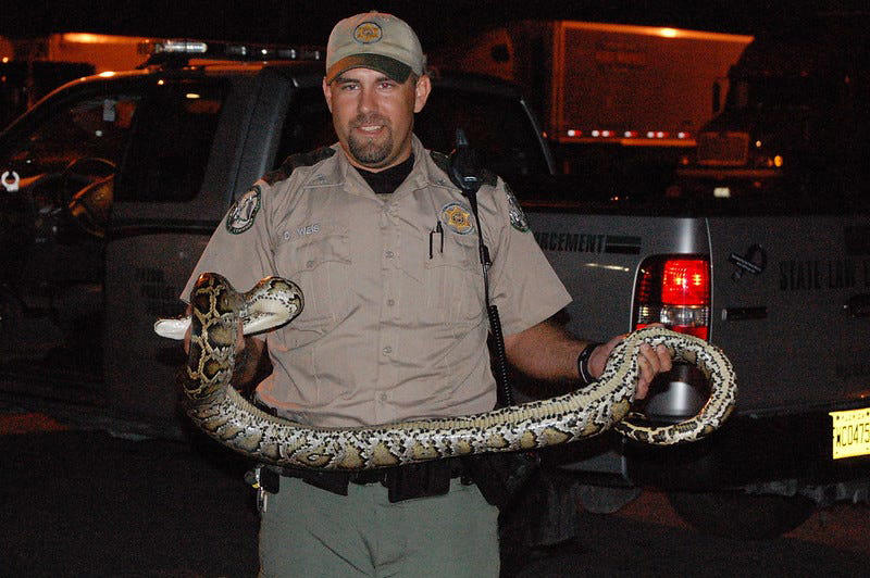 Capturing a Burmese python can be the thrill of a lifetime. The FWC has been hosting its Python Challenge since 2013 where professional and amateurs compete for prize money to catch and kill the most Burmese python. These are some of the memorable poses.