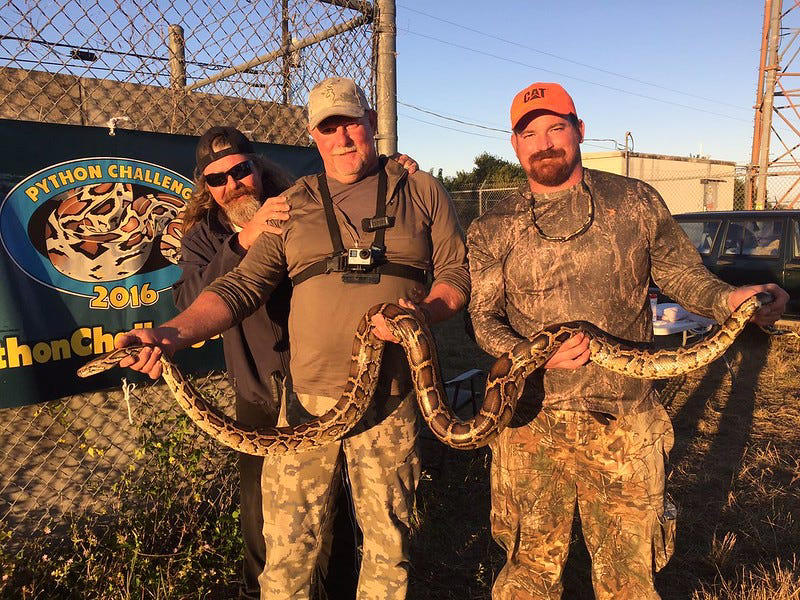 Capturing a Burmese python can be the thrill of a lifetime. The FWC has been hosting its Python Challenge since 2013 where professional and amateurs compete for prize money to catch and kill the most Burmese python. These are some of the memorable poses.