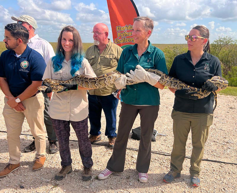 Capturing a Burmese python can be the thrill of a lifetime. The FWC has been hosting its Python Challenge since 2013 where professional and amateurs compete for prize money to catch and kill the most Burmese python. These are some of the memorable poses.