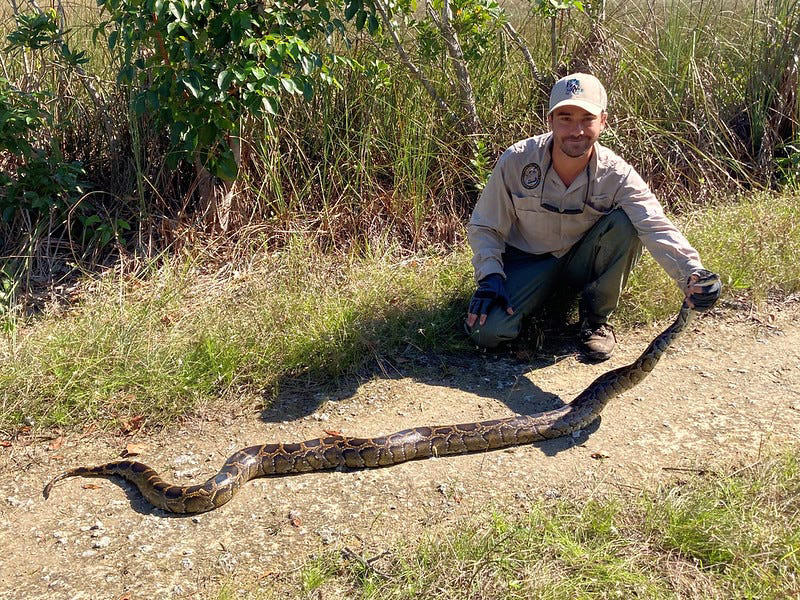 Capturing a Burmese python can be the thrill of a lifetime. The FWC has been hosting its Python Challenge since 2013 where professional and amateurs compete for prize money to catch and kill the most Burmese python. These are some of the memorable poses.