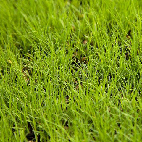 Bermuda Grass, Zoysia Grass, Kentucky Bluegrass, Ryegrass, Buffalo Grass, St. Augustine Grass
