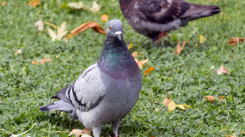 Birds Guinea Fowl, Pheasants, Ostriches, Partridges