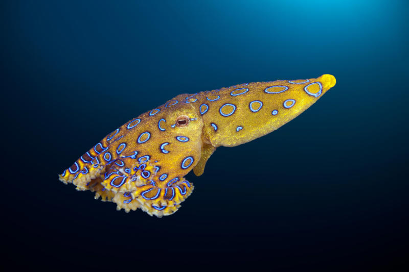 Cephalopods avoid pain, remember things and can feel anxious Are animals as conscious as humans?, ‘The New York Declaration on Animal Consciousness’, Experts having discussions about research on animal consciousness, Before, they thought only human-like animals were conscious, Cephalopods avoid pain, remember things and can feel anxious, A fish species that passed ‘the mirror test’, Other animals that show self-awareness, The curious zebrafish, Playful bees, Behaviors that make up consciousness, A definition of consciousness, Can this new findings have implications in the treatment of animals?, Scientific findings have led to new policies before, Britain enacted legislation to protect octopuses, Speciesism