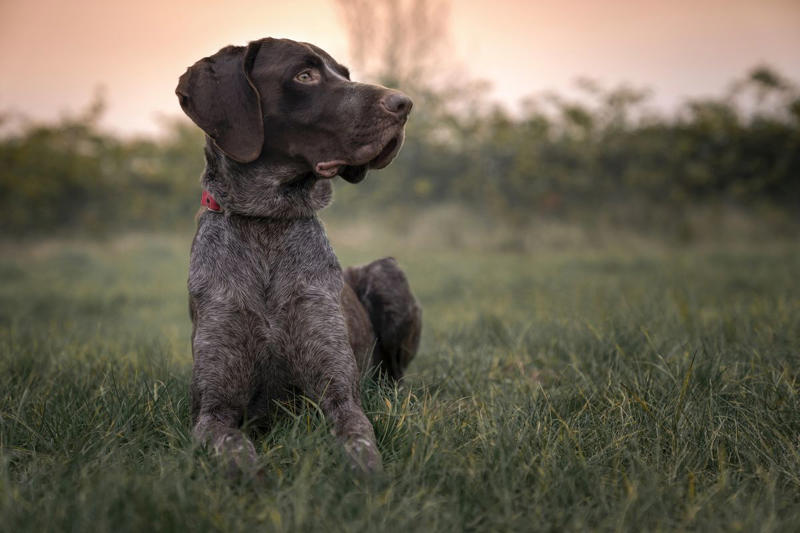 1) Doberman Pinscher, 2) Belgian Malanois, 3) German Shorthaired Pointer, 4) Great Pyrenees, 6) Shetland Sheepdog, 8) Wirehaired Pointing Griffon, 10) Poodle, 13) German Shepherd, 14) Papillon, 15) Rottweiler, 17) Australian Cattle Dog, 18) Collie, 19) Bloodhound, 20) Miniature Schnauzer, 21) Standard Schnauzer, 22) English Springer Spaniel