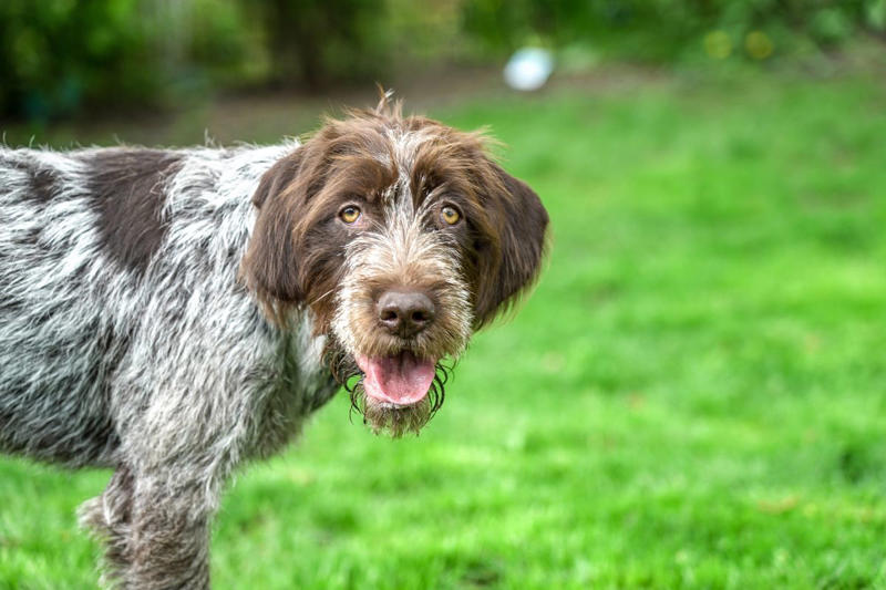 1) Doberman Pinscher, 2) Belgian Malanois, 3) German Shorthaired Pointer, 4) Great Pyrenees, 6) Shetland Sheepdog, 8) Wirehaired Pointing Griffon, 10) Poodle, 13) German Shepherd, 14) Papillon, 15) Rottweiler, 17) Australian Cattle Dog, 18) Collie, 19) Bloodhound, 20) Miniature Schnauzer, 21) Standard Schnauzer, 22) English Springer Spaniel