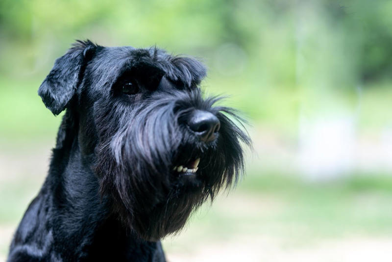 1) Doberman Pinscher, 2) Belgian Malanois, 3) German Shorthaired Pointer, 4) Great Pyrenees, 6) Shetland Sheepdog, 8) Wirehaired Pointing Griffon, 10) Poodle, 13) German Shepherd, 14) Papillon, 15) Rottweiler, 17) Australian Cattle Dog, 18) Collie, 19) Bloodhound, 20) Miniature Schnauzer, 21) Standard Schnauzer, 22) English Springer Spaniel