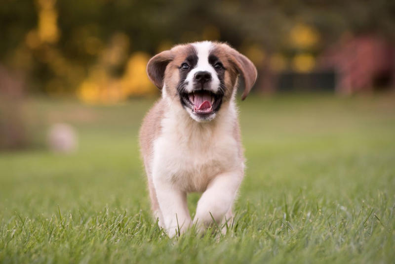 How Is Intelligence Determined in Dogs? , Are Smart Dog Breeds Easier to Train?, Do smart dog breeds require more stimulation or enrichment?, Doberman Pinscher , Belgian Malanois, German Shorthaired Pointer, Great Pyrenees, St. Bernard, Shetland Sheepdog, Anatolian Shepherd, Wirehaired Pointing Griffon, Golden Retriever, Pembroke Welsh Corgi, Border Collie, German Shepherd, Papillon, Rottweiler, Labrador Retriever, Australian Cattle Dog, Bloodhound, Miniature Schnauzer, Standard Schnauzer, English Springer Spaniel