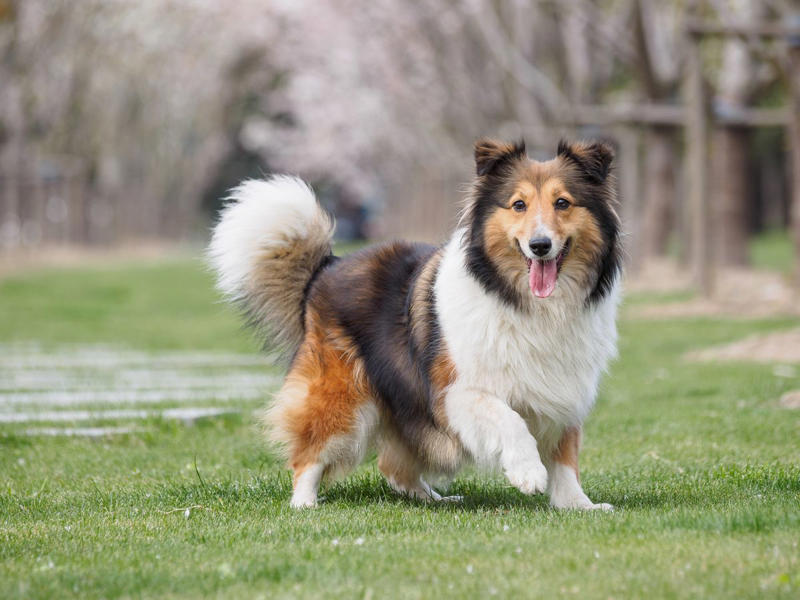 1) Doberman Pinscher, 2) Belgian Malanois, 3) German Shorthaired Pointer, 4) Great Pyrenees, 6) Shetland Sheepdog, 8) Wirehaired Pointing Griffon, 10) Poodle, 13) German Shepherd, 14) Papillon, 15) Rottweiler, 17) Australian Cattle Dog, 18) Collie, 19) Bloodhound, 20) Miniature Schnauzer, 21) Standard Schnauzer, 22) English Springer Spaniel
