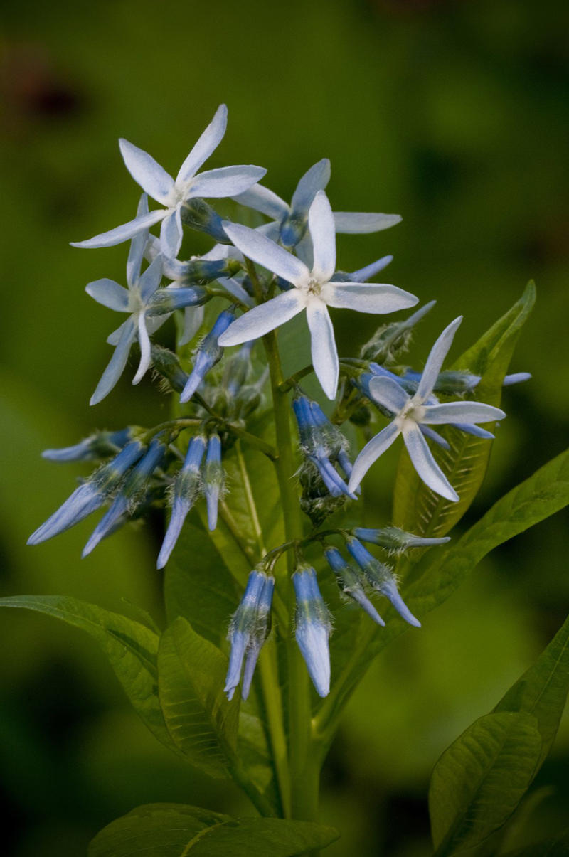 Blue Star ‘Storm Cloud’ American Beautyberry, Bee Balm, Black-eyed Susan, Cardinal Flower, Eastern Blue Star, Hardy Hibiscus, Torch Lily