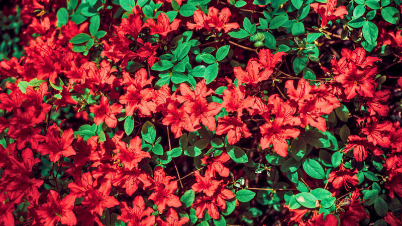 8. Bloom-A-Thon® red re-blooming azalea 1. Azalea Autumn Fire (Rhododendron ‘Autumn Fire'), 2. Red Flowering Quince (Japanese quince), 5. Texas Scarlet Flowering Quince (Chaenomeles), 6. Chilean Fire Bush (Embothrium coccineum), 8. Bloom-A-Thon Red Re-blooming Azalea, 9. Lantana (Lantana camara)