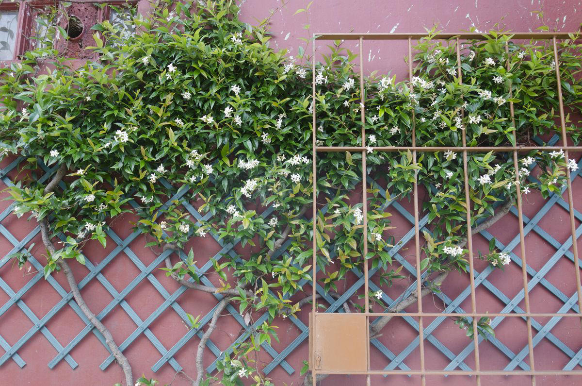 What Is Star Jasmine?, Where to Plant Star Jasmine, How to Plant Star Jasmine, How to Care for Star Jasmine, Common Pests and Diseases, Star Jasmine FAQs