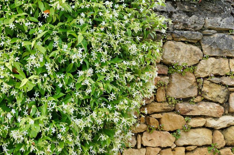 What Is Star Jasmine?, Where to Plant Star Jasmine, How to Plant Star Jasmine, How to Care for Star Jasmine, Common Pests and Diseases, Star Jasmine FAQs