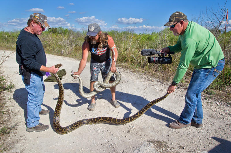When is the 2025 Florida Python Challenge?, Where is the Florida python hunt?, Are prizes awarded to python hunters? How much?, Why is there an annual Florida Python Challenge?, How many pythons were removed in the 2024 Challenge?, What are the official rules of the Florida Python Challenge?, What they are saying about the 2025 Florida Python Challenge