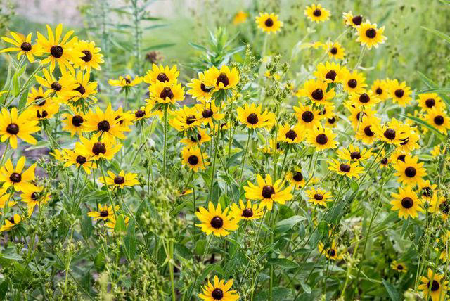 Black Eyed Susans, Geraniums, Christmas Fern, Sunflowers, Oakleaf Hydrangeas, More Ferns, Ornamental Grasses