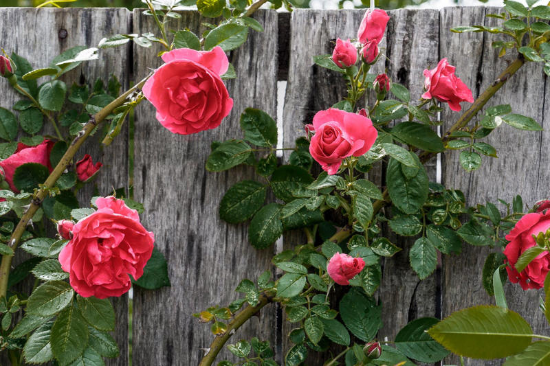 Why You Need to Prune Your Roses, When to Prune Your Roses, How Often Should You Prune Roses?, Essential Tools for Pruning Roses, How to Prune Climbing Roses, What to Do After Pruning Your Roses, Pruning FAQs