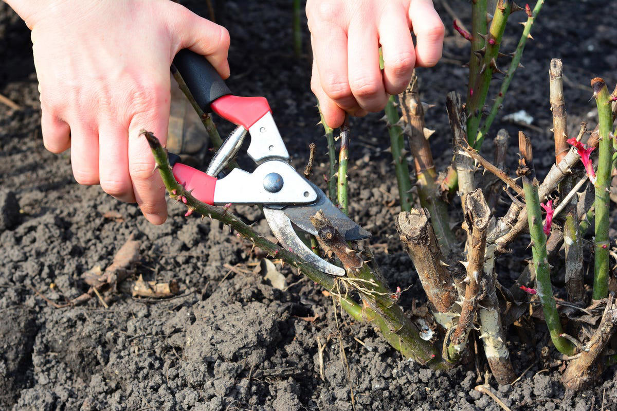 Why You Need to Prune Your Roses, When to Prune Your Roses, How Often Should You Prune Roses?, Essential Tools for Pruning Roses, How to Prune Climbing Roses, What to Do After Pruning Your Roses, Pruning FAQs