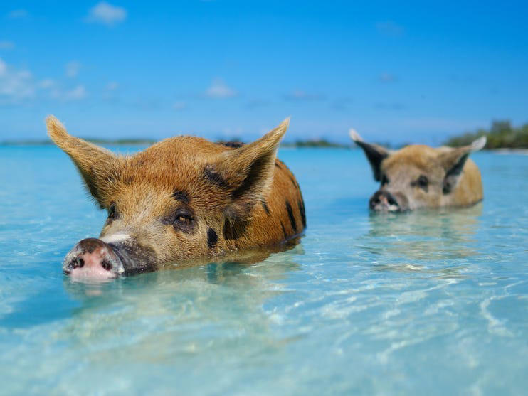 Travelers can have up-close encounters with animals in Grand Cayman or the Bahamas.