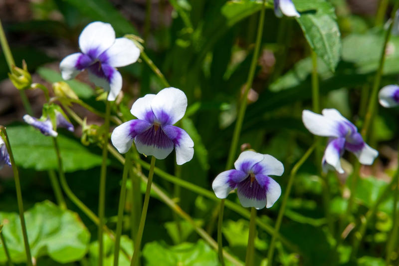 Why choose an Australian native lawn as an alternative to grass?, List of Australian native lawn alternatives, Sourcing native plants for your lawn, Benefits of native lawn alternatives, How to plant a native lawn, Why plant with sustainability and native plants in mind? 